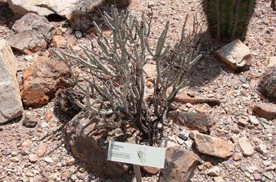 Cylindropuntia tesa