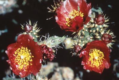 Cylindropuntia versicolor