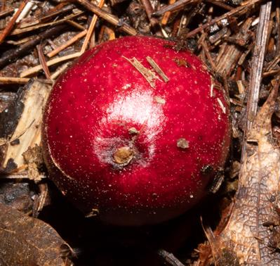 Cynips quercusfolii