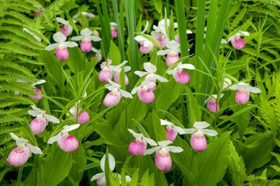Cypripedium reginae