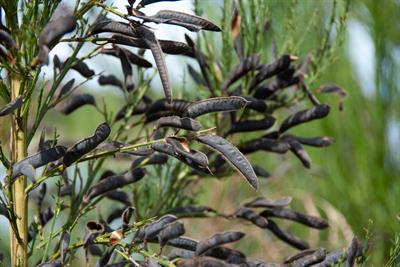 Cytisus scoparius