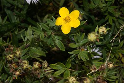 Dasiphora fruticosa