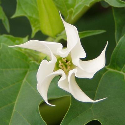 Datura stramonium