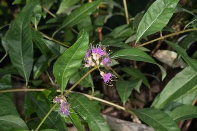 Decodon verticillatu