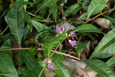 Decodon verticillat