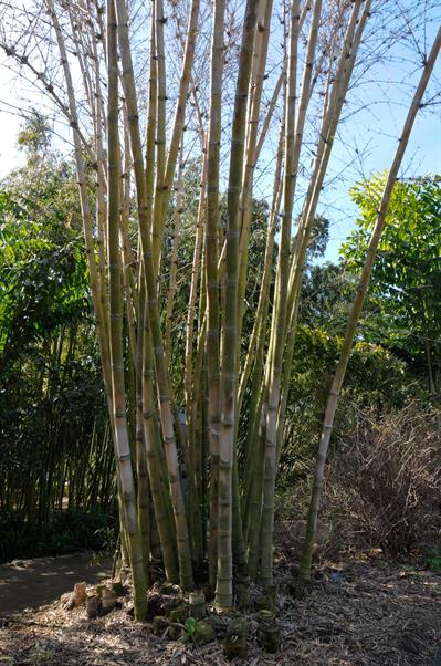 Dendrocalamus asper