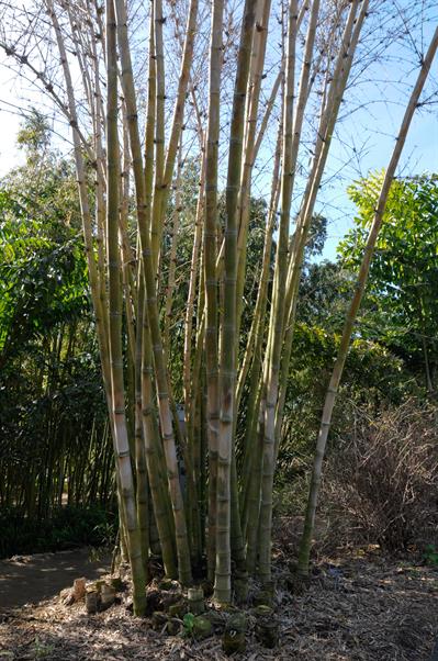 معرفی گیاه بامبو غول‌پیکر (Giant Bamboo)  - Dendrocalamus asper