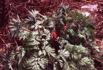 Dicentra