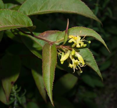 low bush honeysuckle