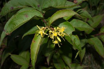 Northern bush honeysuckle