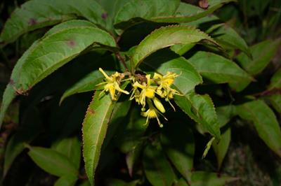 yellow-flowered upright honeysuckle