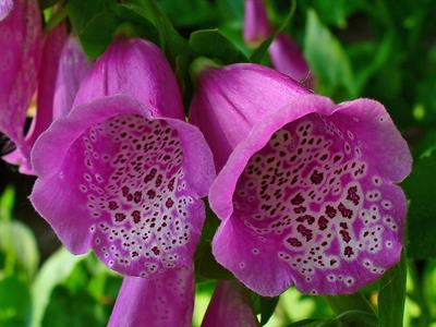 Digitalis