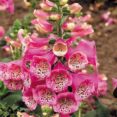Digitalis