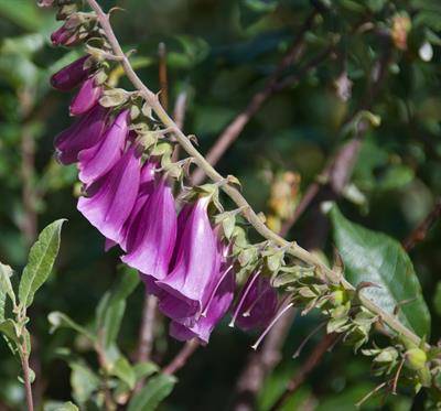 Digitalis purpurea