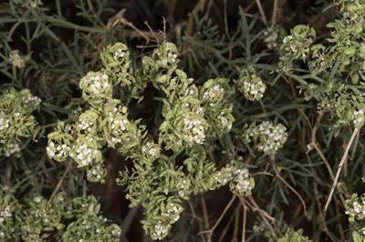 Dimorphocarpa wisliz