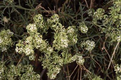 دی‌مورفوکارپا (اسپکتکل‌پاد)