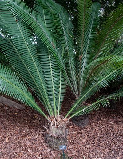Dioon mejiae