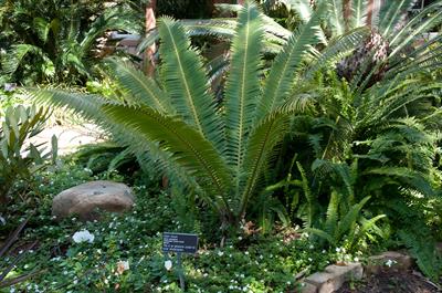 Giant Dioon