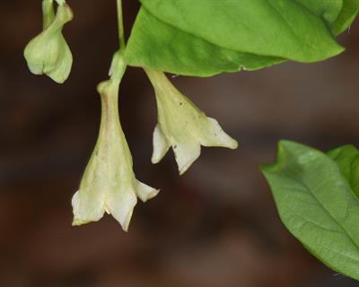 Dirca palustris