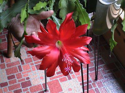 کاکتوس ارکیده‌ای قرمز