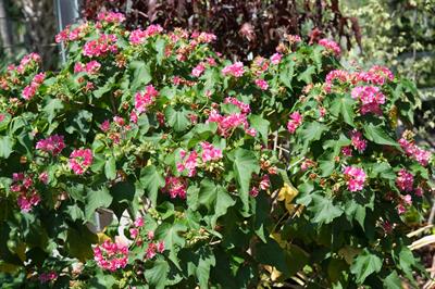 Dombeya × ‘Seminole