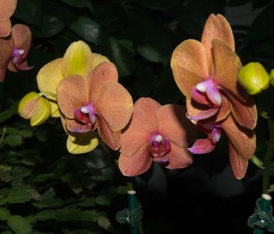 Doritaenopsis 