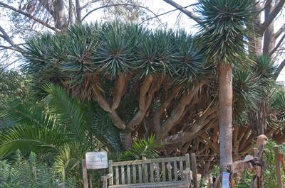 دراسنا، Dragon Tree