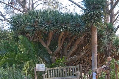 Dracaena draco