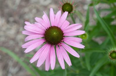 Echinacea purpurea