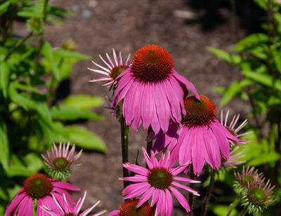 Echinacea purpurea