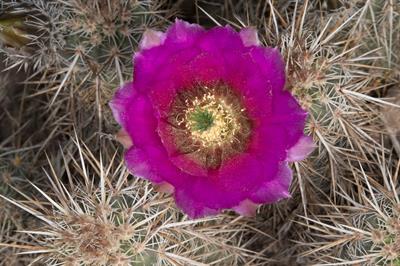 Echinocereus engelma
