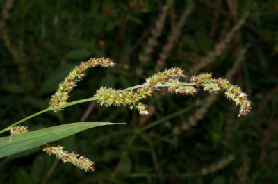 Echinochloa crus-galli