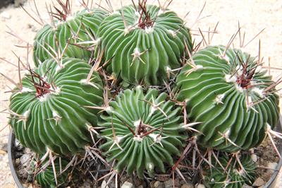 Echinofossulocactus
