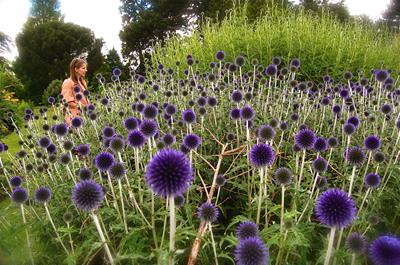 Echinops