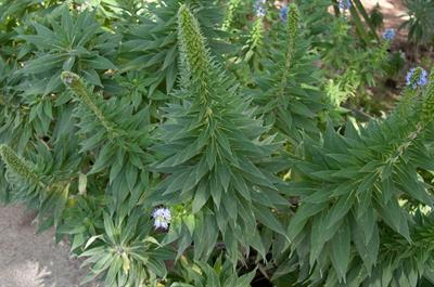 Echium candicans