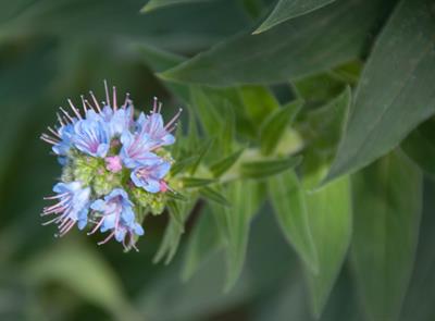 Echium candicans