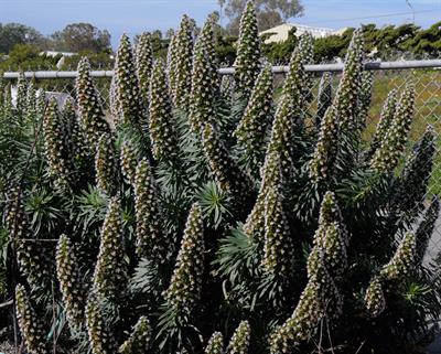 اکیوم مادیرا