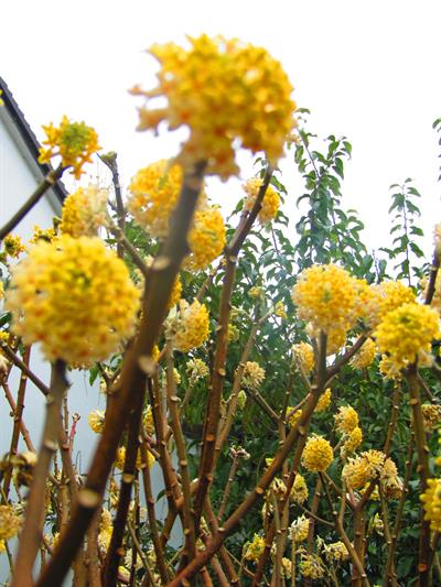 Edgeworthia chrysant