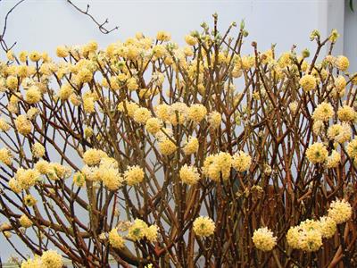 Edgeworthia chrysan