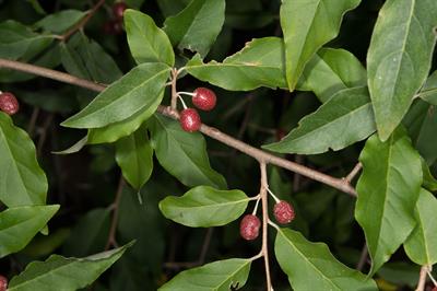 Elaeagnus umbellata