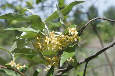 Japanese Silverberry