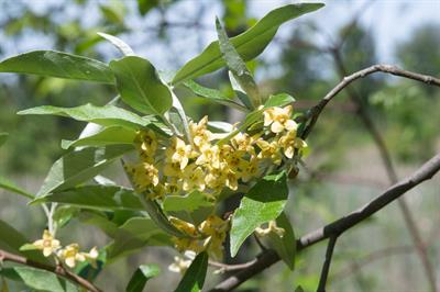 Elaeagnus umbellata