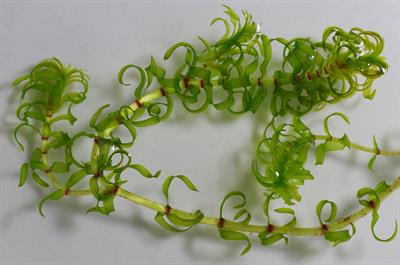 Elodea