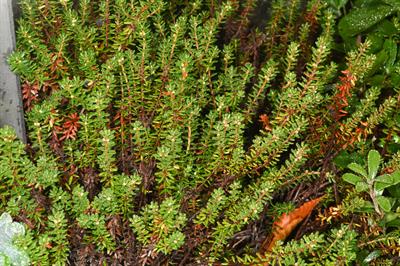 سنگروی سیاه