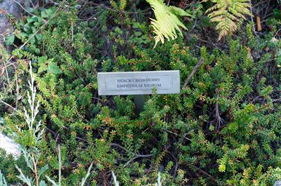 کرنبری سیاه