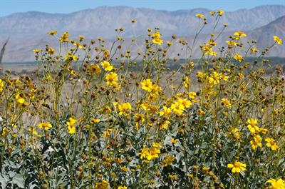 Brittlebush