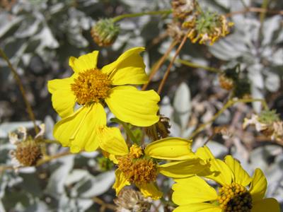 Brittlebush
