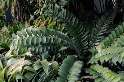Encephalartos ferox