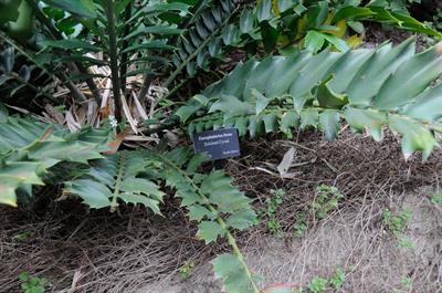  Encephalartos ferox