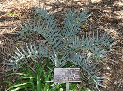 Encephalartos horrid